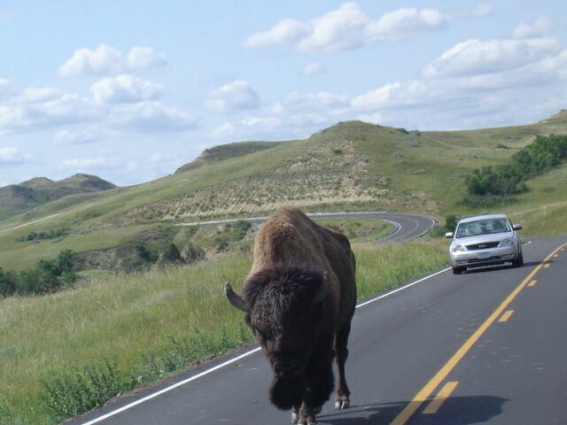 Buffalo_In_Road_3